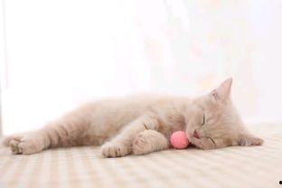 小猫吃鸡爆料视频,萌宠挑战美食极限，爆笑视频引网友热议