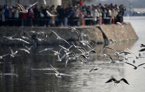 天津海鸥爆料视频,一场惊心动魄的幕后故事