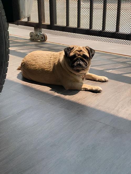 爆料人巴哥巴弟视频合集,揭秘爆料背后的精彩瞬间