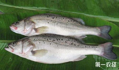 鲈鱼养殖爆料视频教程,揭秘视频教程精华