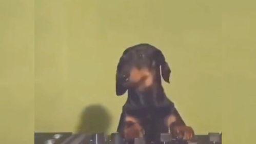 搞笑爆料动物视频大全集,笑料横生！动物搞笑视频大盘点